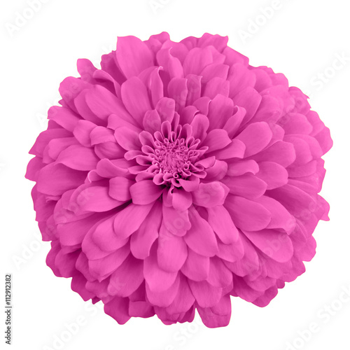 Fototapeta Naklejka Na Ścianę i Meble -  Pink chrysanthemum