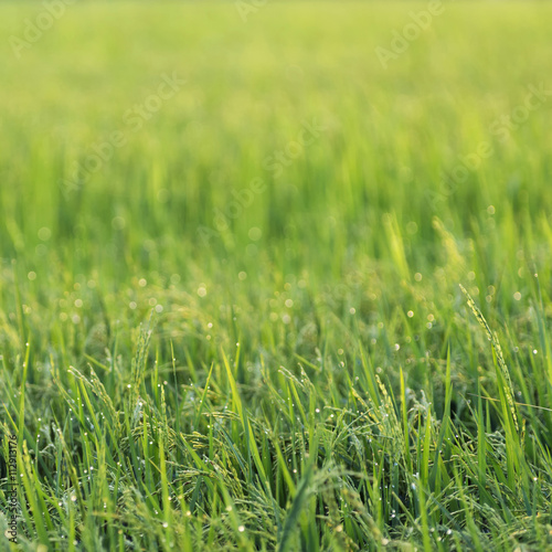 Rice field