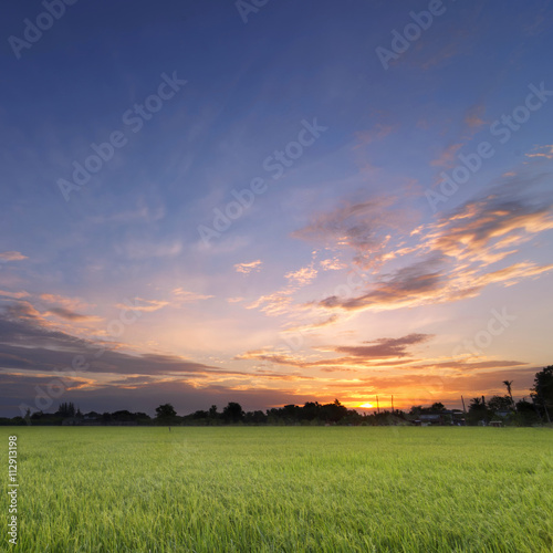 Rice field