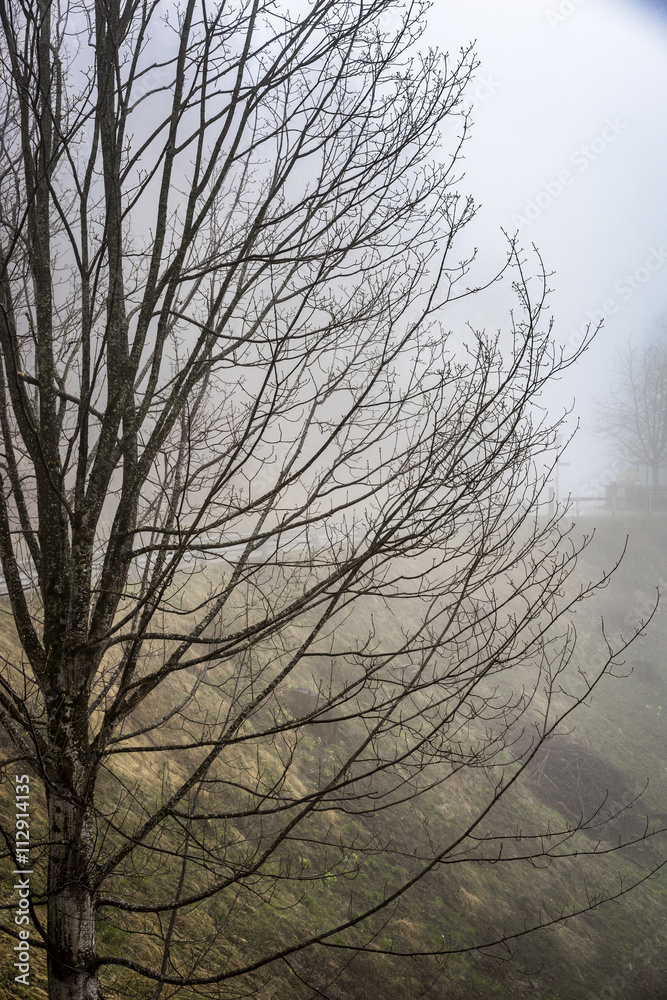 Obraz premium Calm, Tranquil Nature Scenic of Bare Deciduous Tree on Hillside in Foggy Rural Countryside on Gloomy Overcast Day
