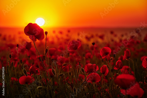 Kwiaty maków na tle zachodzącego słońca © barytek