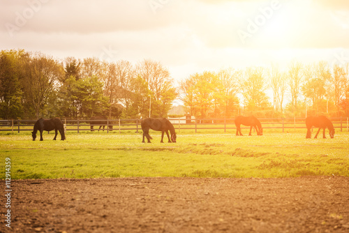 Horses walking on the grass at the horse farm, rural landscape