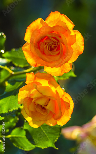 yellow roses. fresh yellow roses in green sunny garden. Flower yellow rose with drops of water close up detail.