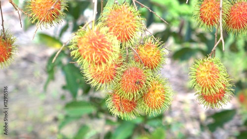 Fruits in summer Rambutan orchard in Chanthaburi, Thailand. photo