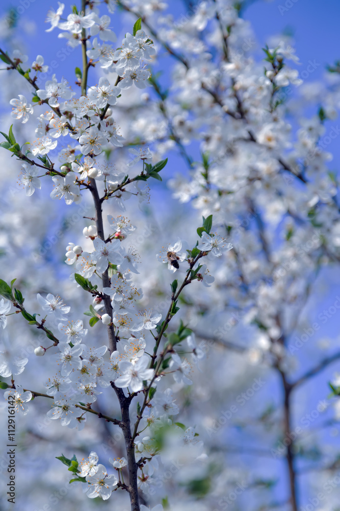 Spring flowers blooming fruit tree wallpaper Spring flowers blooming fruit tree wallpaper