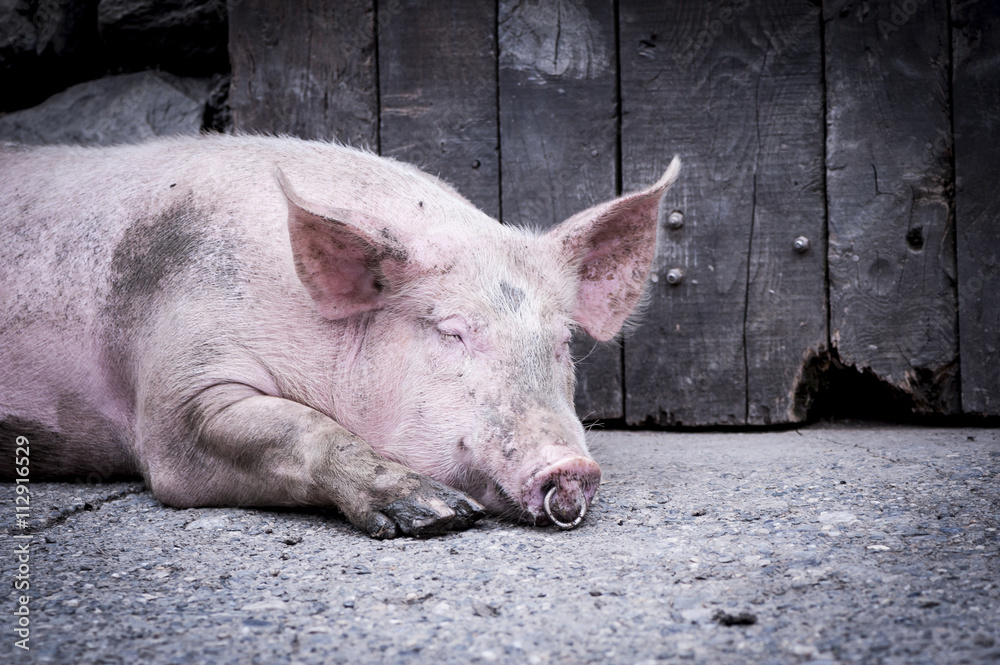 Cochon à la ferme Cochon à la ferme