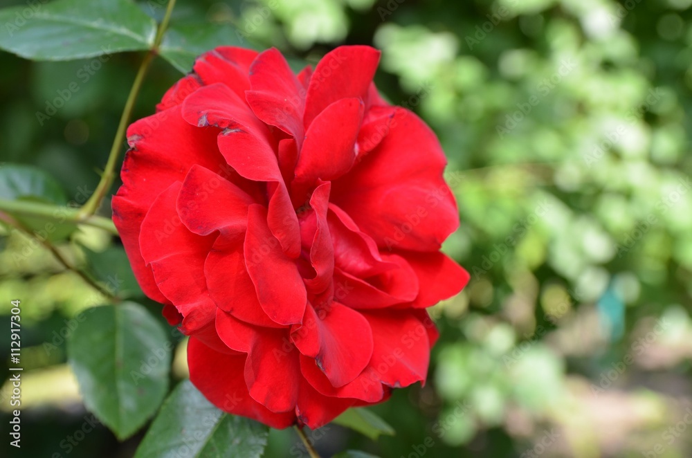 Kletterrose - Rote Rosenblüte erblüht im Garten Kletterrose - Rote Rosenblüte erblüht im Garten