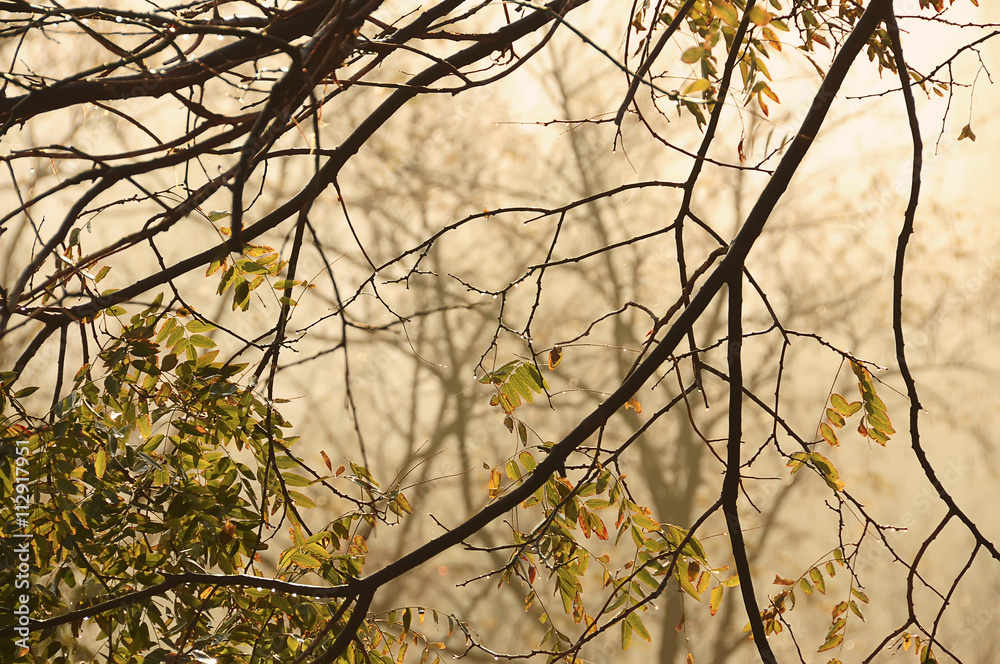 branches with autumn leaves covered with dew drops, after the fog, the fog in the background. warm lighting. natural autumn background
branches with autumn leaves covered with dew drops, after the fog, the fog in the background. warm lighting. natural autumn background