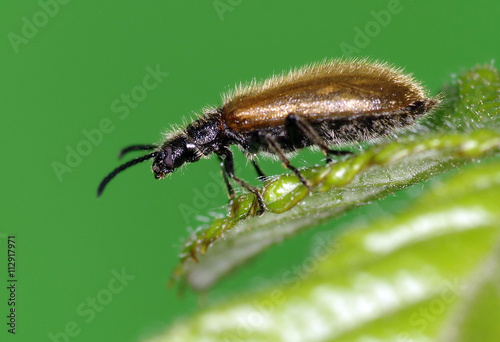 Lagria hirta beetle © asfloro