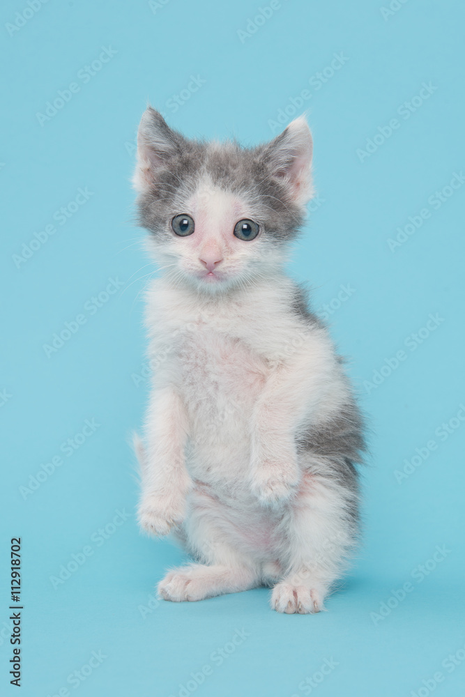 Kitten on two legs on a blue background Kitten on two legs on a blue background