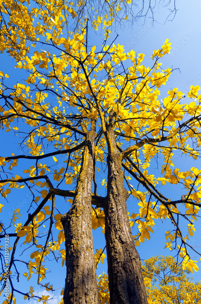 Fototapeta premium Tree with yellow leaves