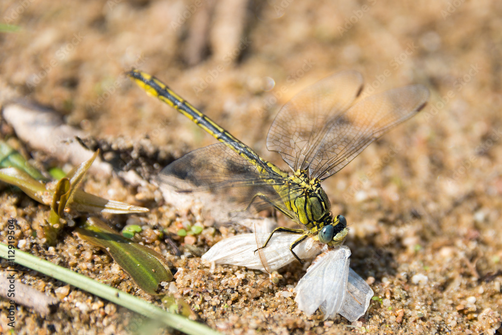 Dragon Fly, really big one