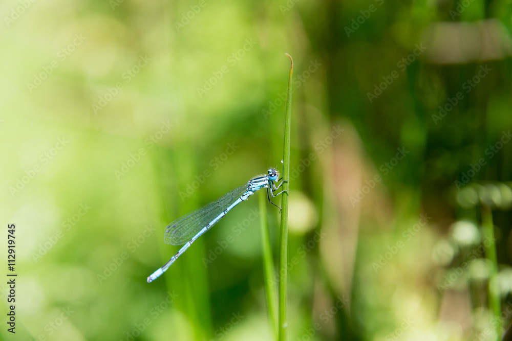 Dragon Fly, common blue damselfly Dragon Fly, common blue damselfly