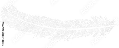 long black ostrich feather sketch