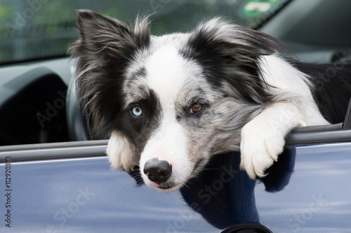 Hund lehnt im Autofenster © DoraZett