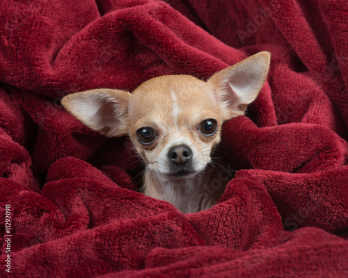 Chihuahua in red velvet blanket
