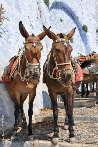 Santorini donkeys waiting for tourists in a small street