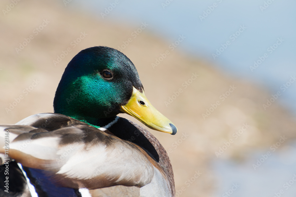 Fototapeta premium Wild Duck (Mallard) - Anas platyrhynchos