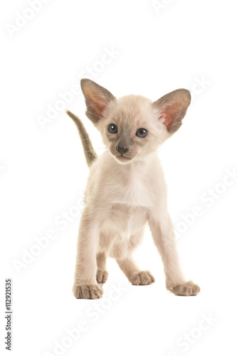 Seal point siamese baby cat kitten with blue eyes standing isolated on a white background