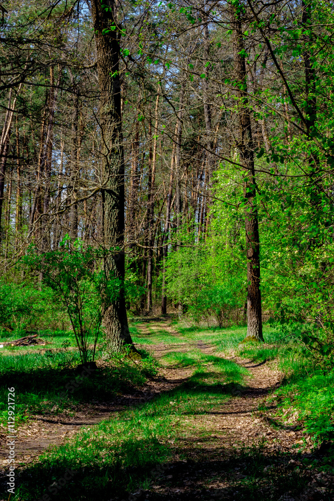 Naklejka premium road in the woods