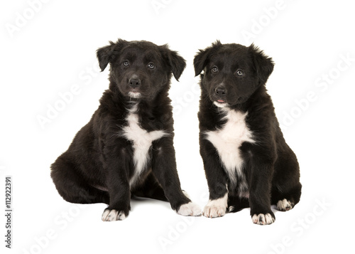 Fototapeta Naklejka Na Ścianę i Meble -  Two cute sitting black and white border collie puppies isolated on a white background