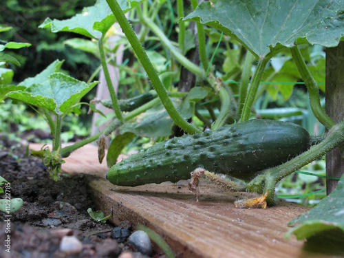 pieds de concombres au jardin photo