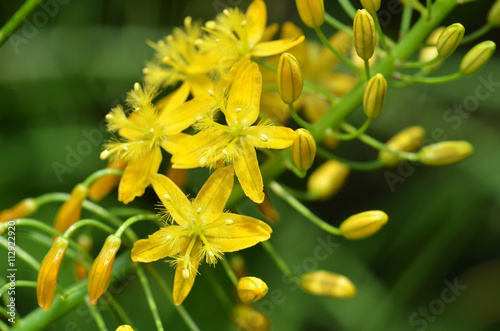 Bulbine natalensis also known with common name Bulbine photo