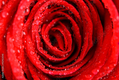 Wet Red Rose Close Up With Water Drops