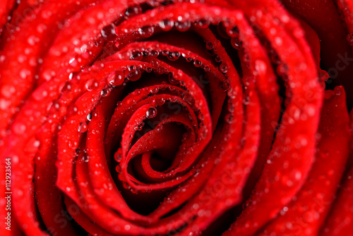 Fototapeta Naklejka Na Ścianę i Meble -  Wet Red Rose Close Up With Water Drops