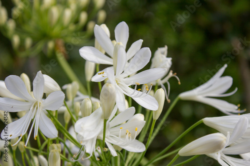 Fototapeta Naklejka Na Ścianę i Meble -  Weiße Schmucklilie - Agapanthus