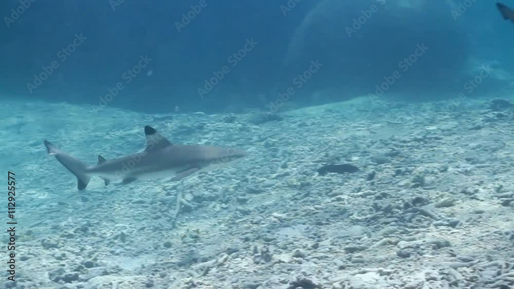Two Juvenile blacktip reef sharks Two Juvenile blacktip reef sharks