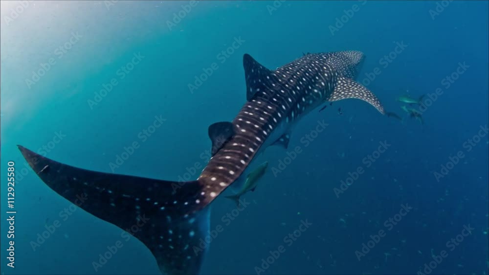 Whaleshark swimming off