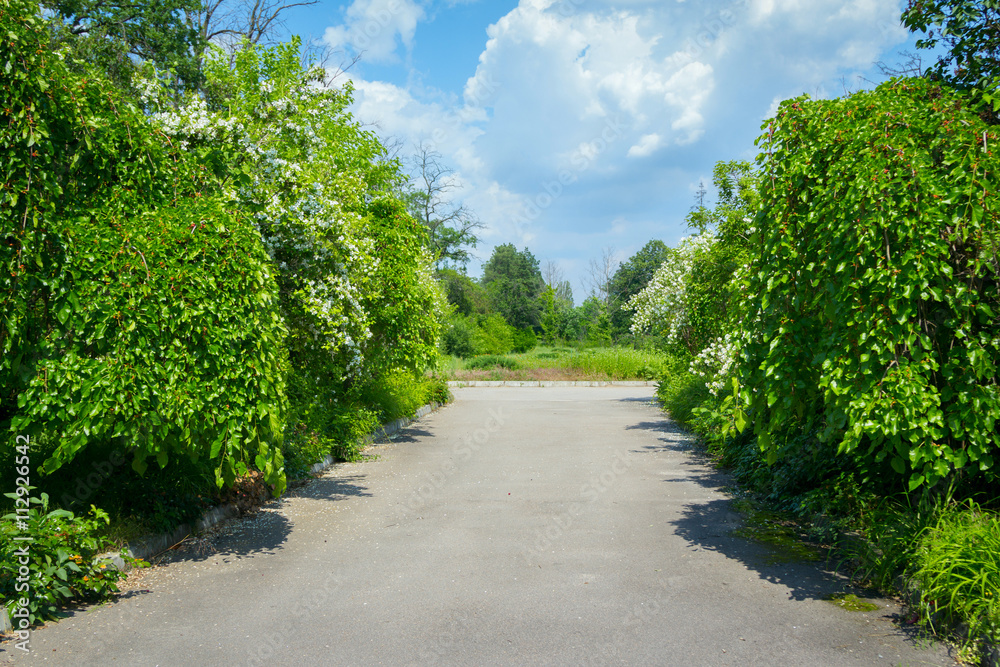 Alley in abandoned park with mulberry trees and blooming jasmine bushes on the sides, sunny summer day, cloudy sky