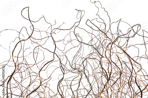 Curly branches of trees. Natural lines.