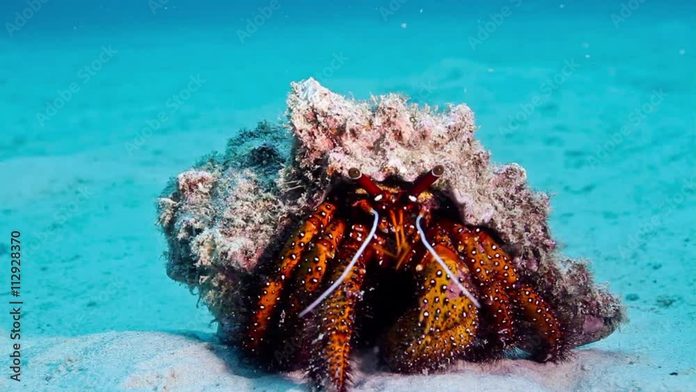 Hermit Crab in the sand