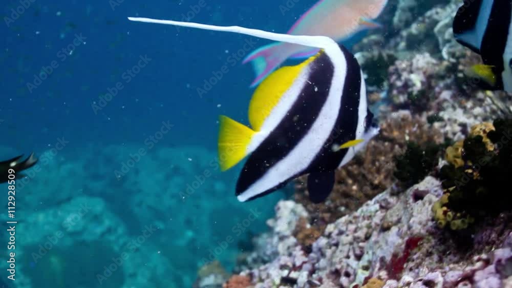 Pair of bannerfish on the wall