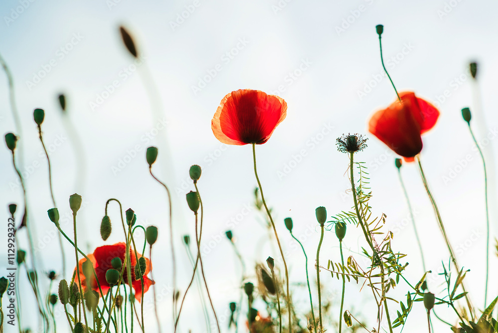 Obraz premium Beautiful poppy flower in the sky.