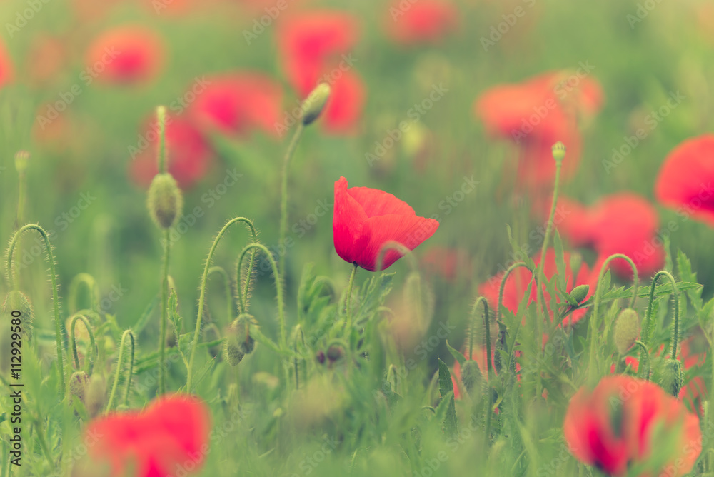 Naklejka premium Poppy flower in a field with beautiful colors