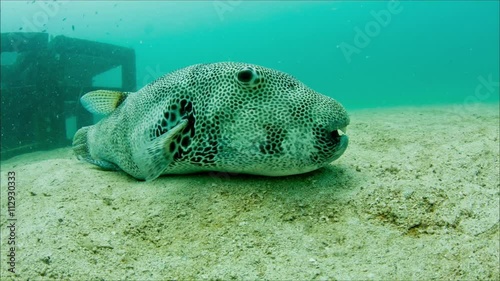 Pufferfish infront of artificial reef photo