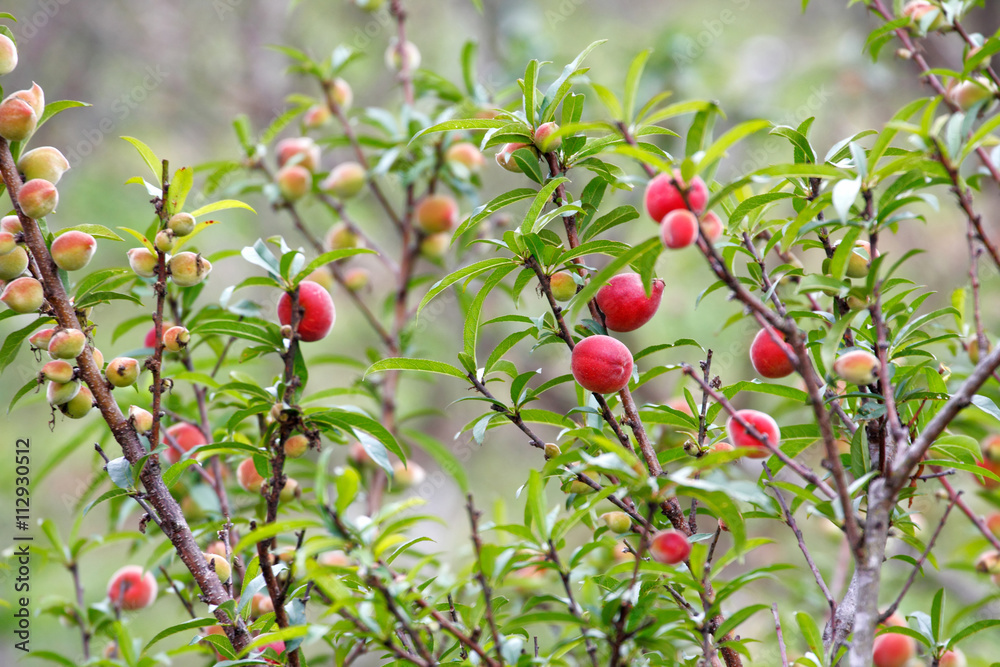 Peach (Prunus persica) fruits on the tree