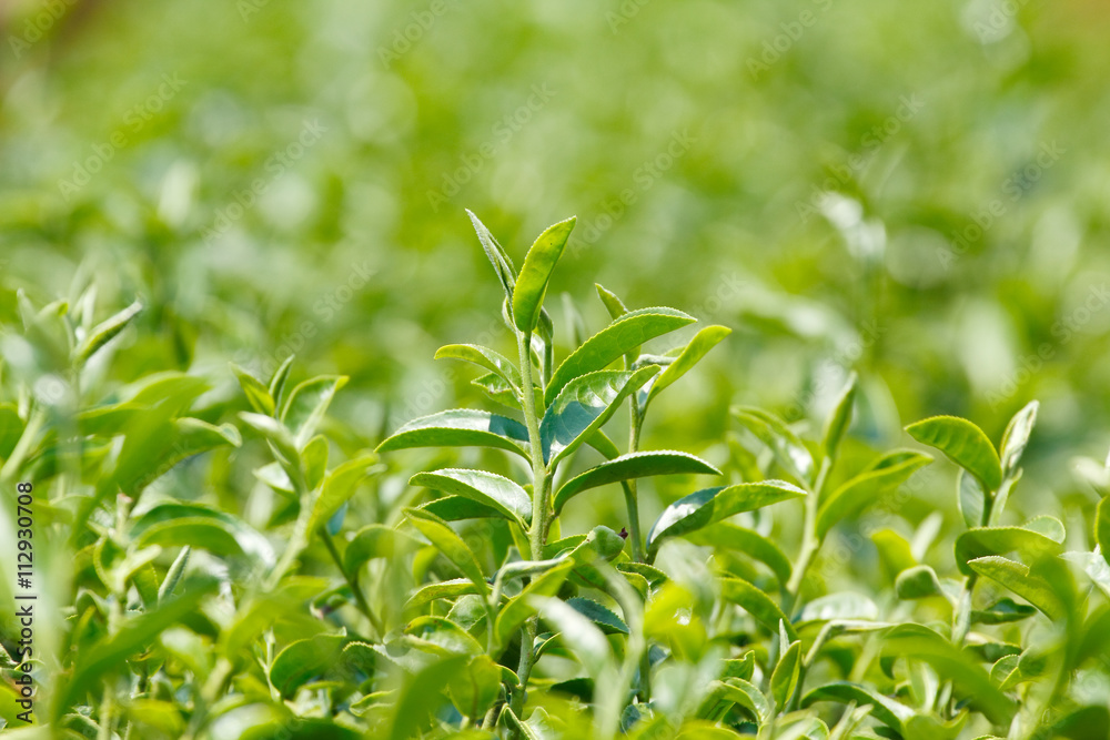 Tea plant (Camellia sinensis var. sinensis / Chinese tea) the plant that use to produce aromatic beverage “tea”