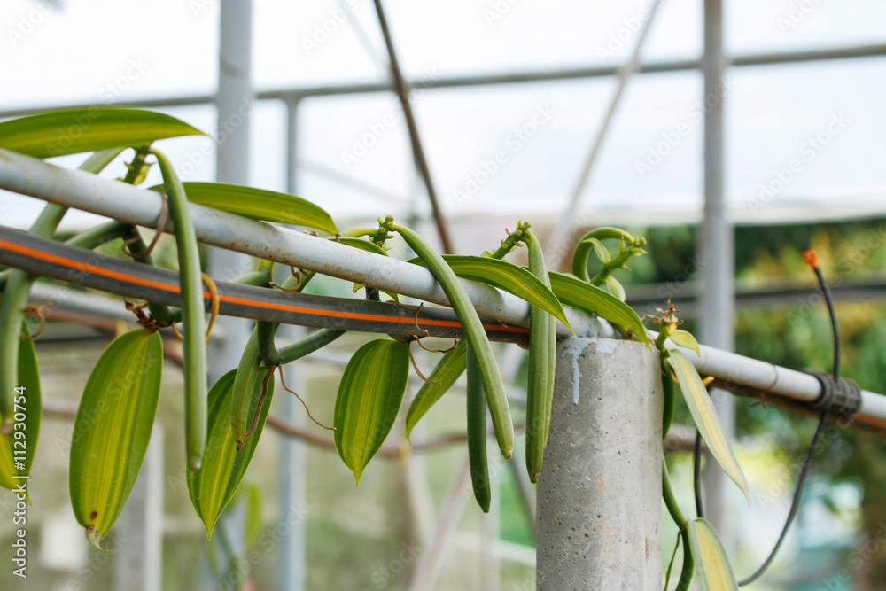 Vanilla fruit (vanilla bean, pod) , The Vanilla planifolia (orchid) fruits  are harvest and cured to dried the pod for extract vanilla flavoring.  Photos | Adobe Stock