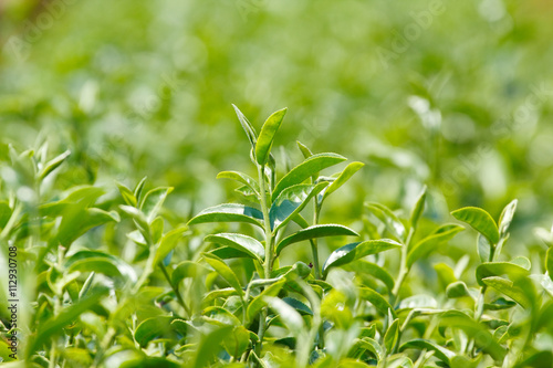 Tea plant  Camellia sinensis var. sinensis   Chinese tea  the plant that use to produce aromatic beverage    tea   