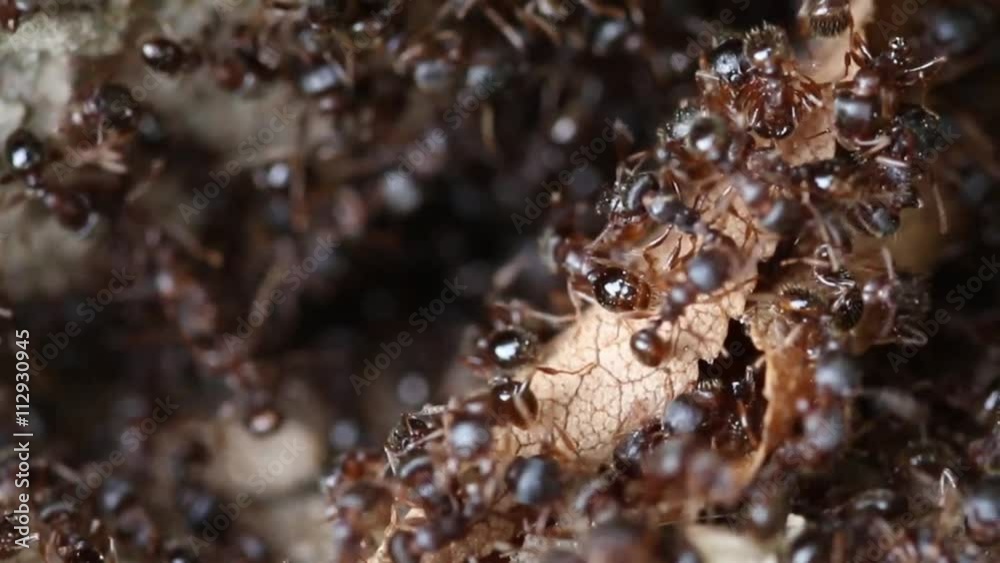Colony ants collecting food leaves Colony ants collecting food leaves