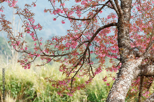 Fototapeta Naklejka Na Ścianę i Meble -  Wild himalayan cherry (Prunus cerasoides) with cherry blossom