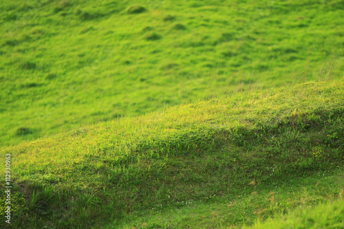 Wallpaper Mural Green spring grass on a hill background Torontodigital.ca