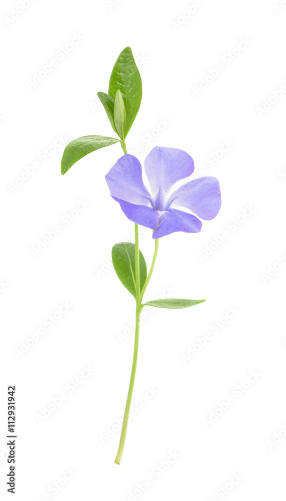Periwinkle, Vinca minor isolated on white. without shadow