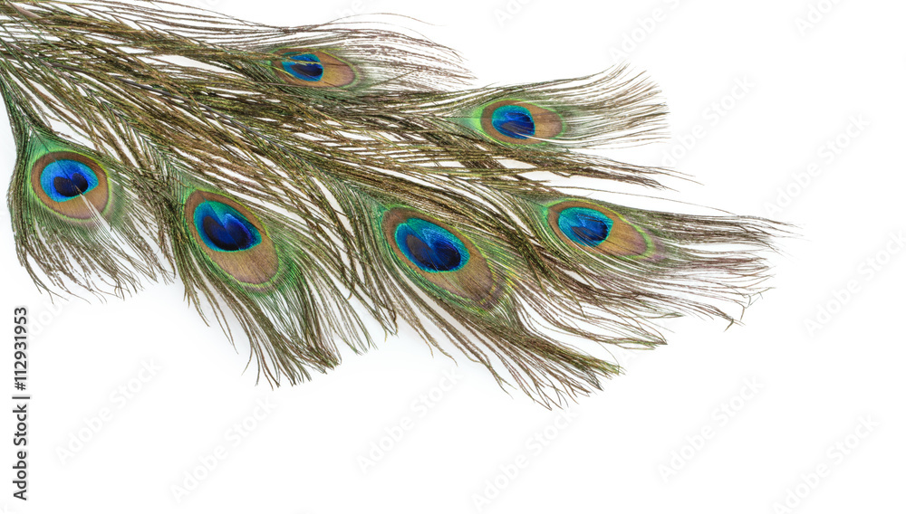 Obraz premium peacock feather isolated on a white background