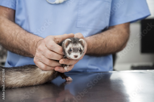 Cute Weasel Held By Male Doctor In Clinic