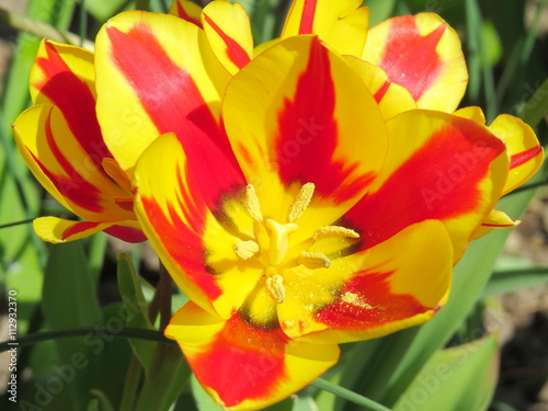 Red and yellow striped blooming tulips